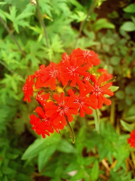 - Alte flori