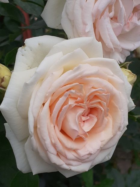  - Palais Royale 2020