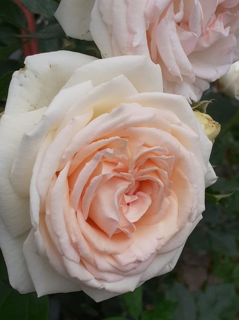  - Palais Royale 2020