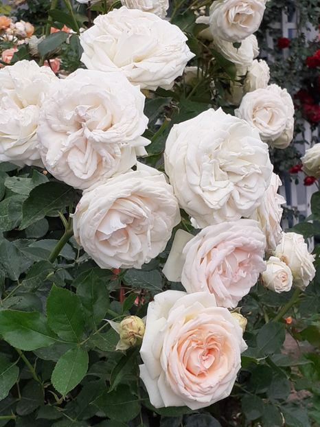  - Palais Royale 2020