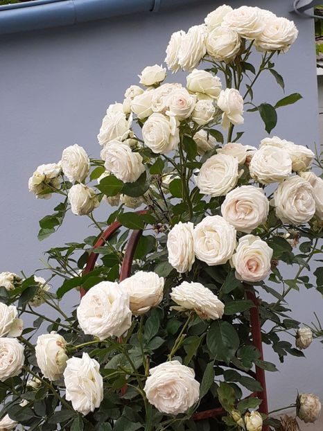  - Palais Royale 2020