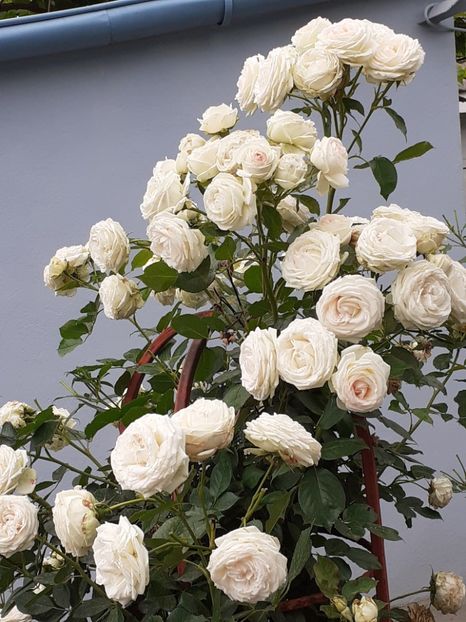  - Palais Royale 2020