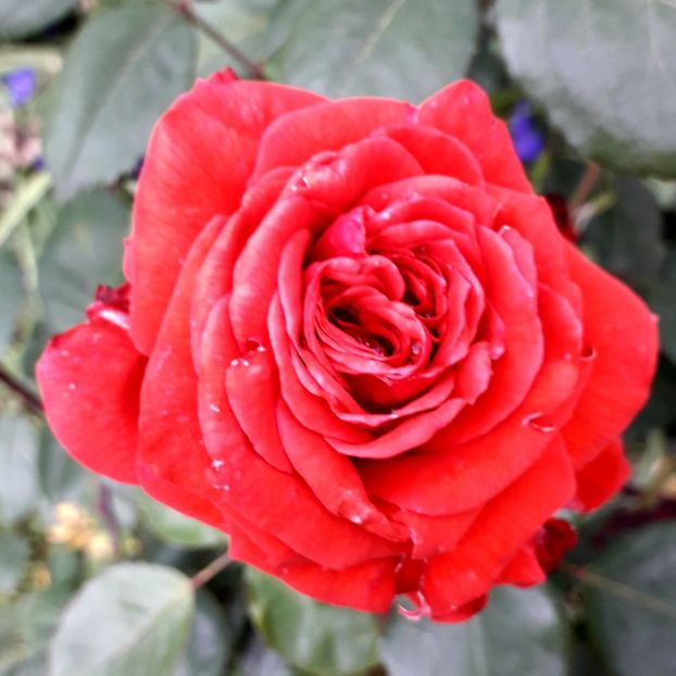  - TRANDAFIRI_2019_2020_2024