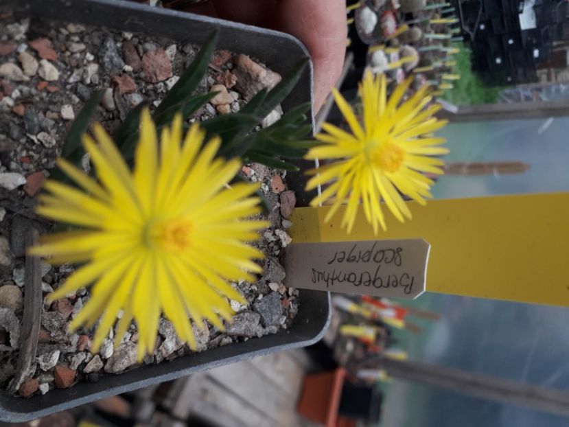 BERGERANTHUS SCAPIGER - Cactusi înfloriti 2020