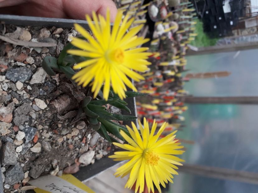 BERGERANTHUS SCAPIGER - Cactusi înfloriti 2020