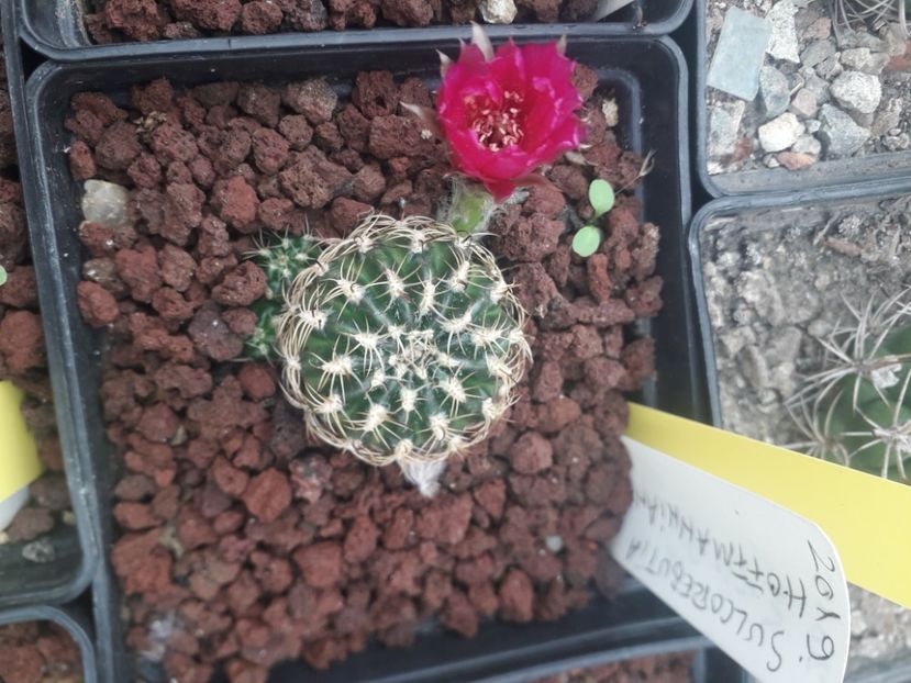 Sulcorebutia hofmanniana - Cactusi înfloriti 2020