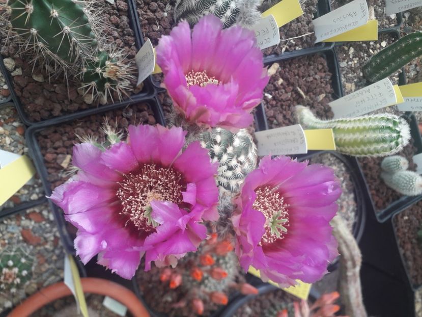 Echinocereus caespitosus v caespitosa - Cactusi înfloriti 2020