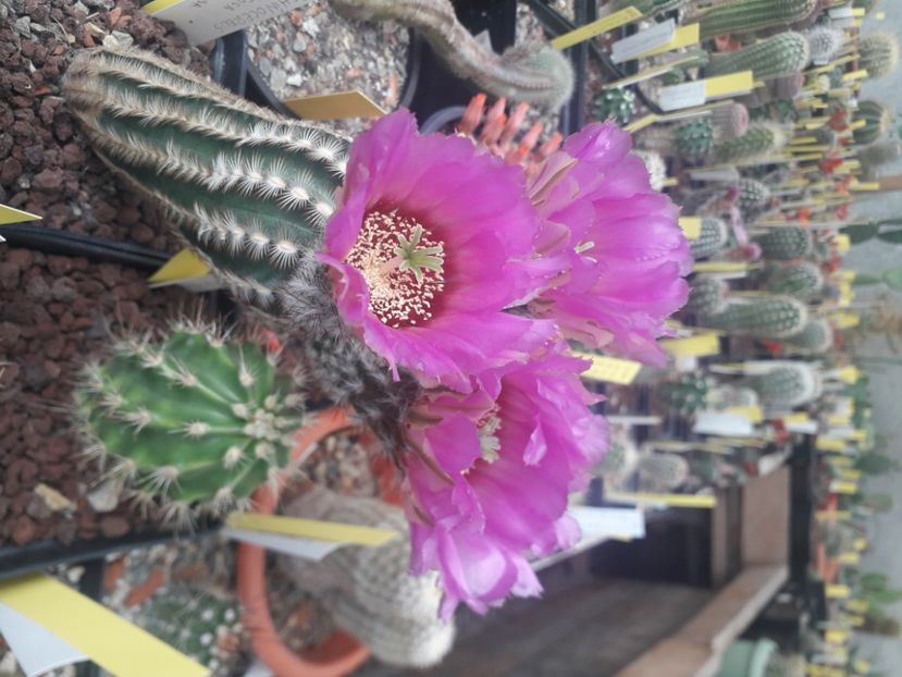 Echinocereus caespitosus v caespitosus - Cactusi înfloriti 2020