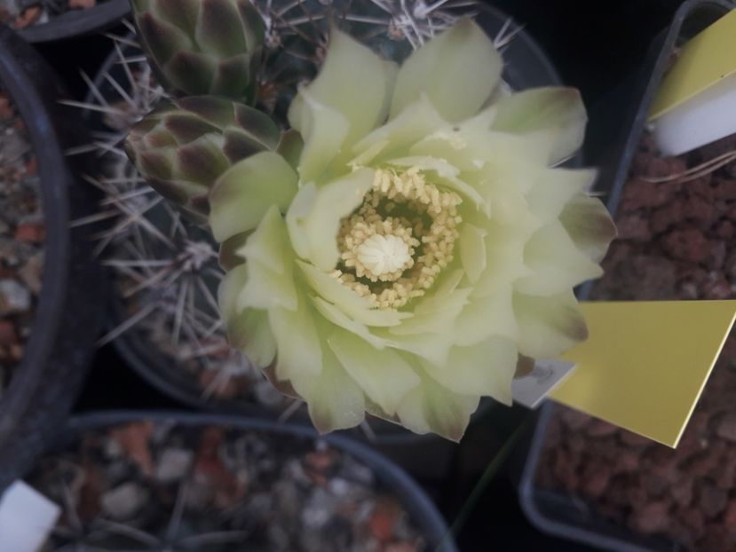 Gymnocalycium Schatzlianum - Cactusi înfloriti 2020
