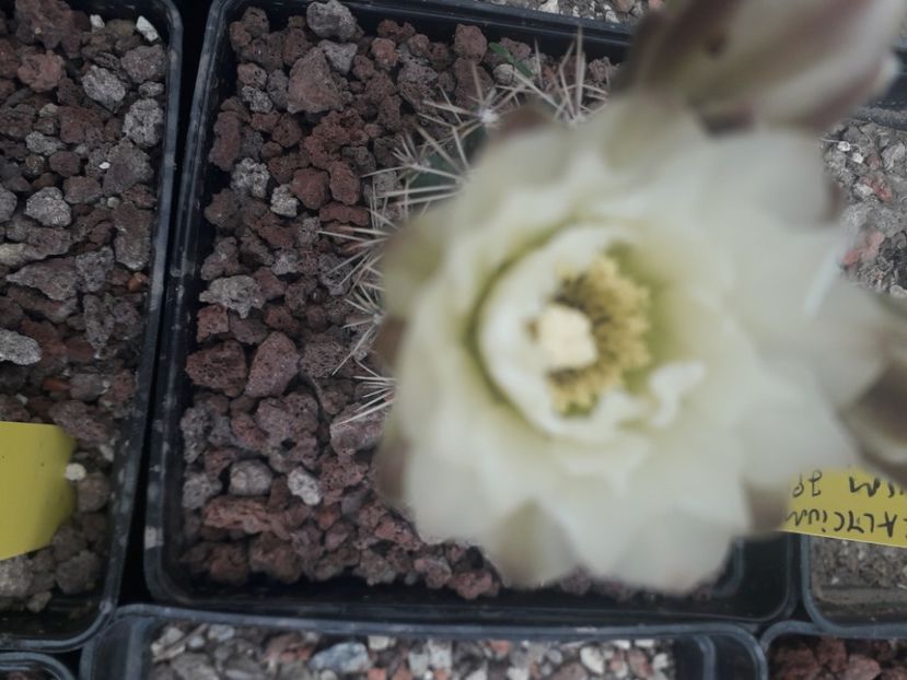 Gymnocalycium sp - Cactusi înfloriti 2020