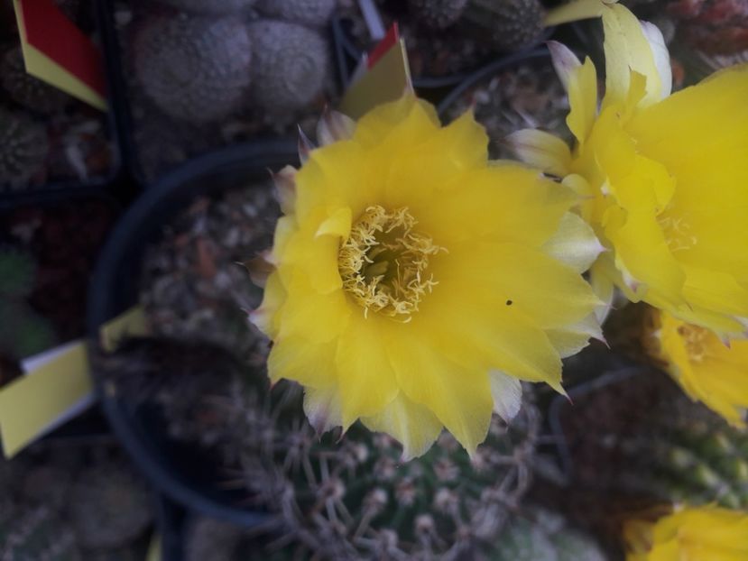 Mediolobivia sp - Cactusi înfloriti 2020