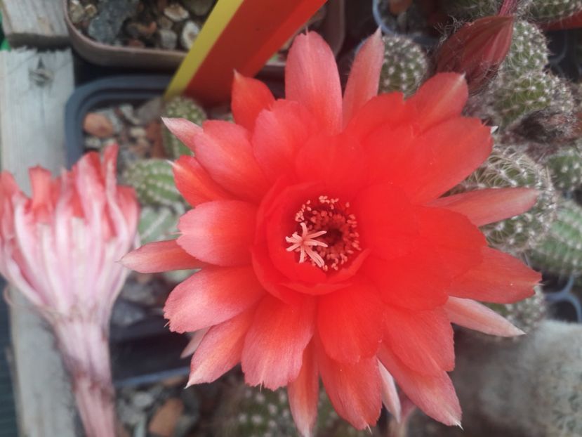 Chamaelobivia sp flori rosii - Cactusi înfloriti 2020