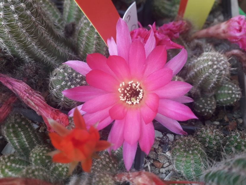  - Cactusi înfloriti 2020