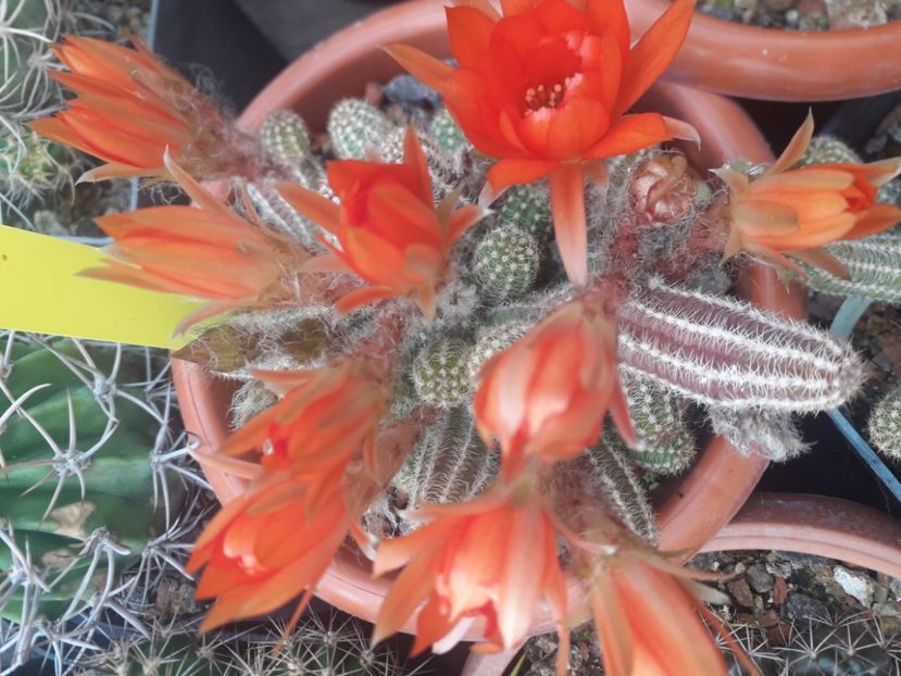 Chamacereus silvestrii - Cactusi înfloriti 2020