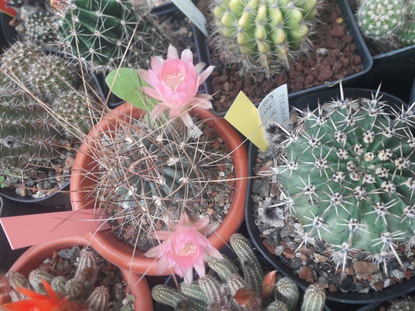  - Cactusi înfloriti 2020