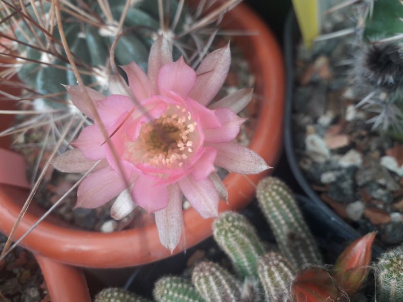 Lobivia fl roz - Cactusi înfloriti 2020