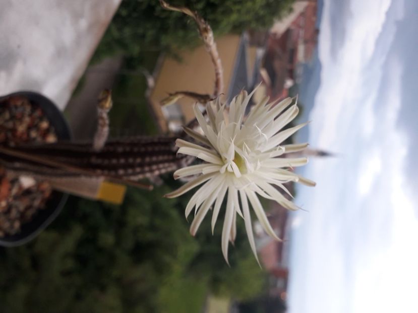 Setiechinopsis mirabilis - Cactusi înfloriti 2020