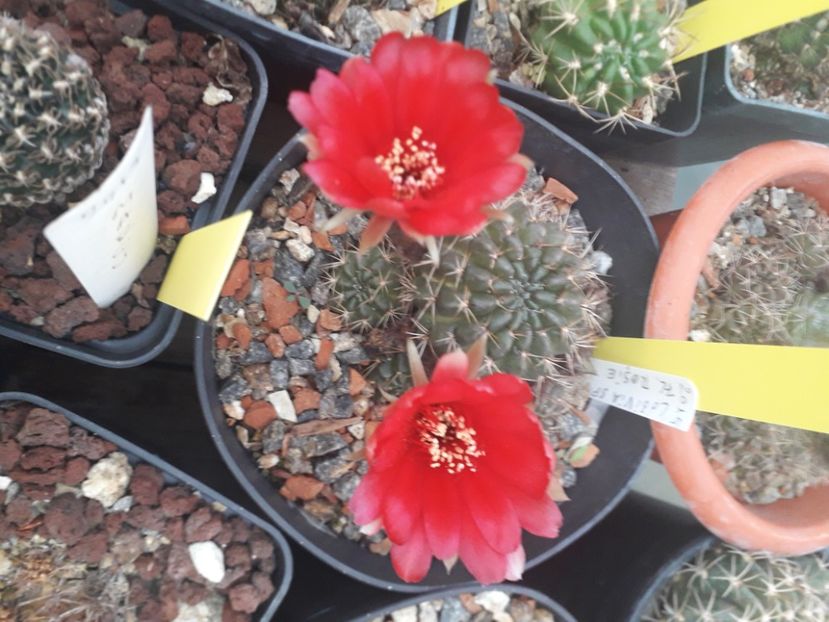 Lobivia flori rosii - Cactusi înfloriti 2020