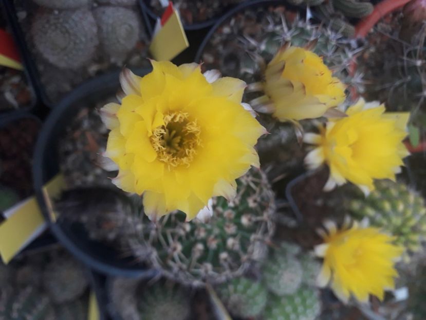 Pseudolobivia - Cactusi înfloriti 2020