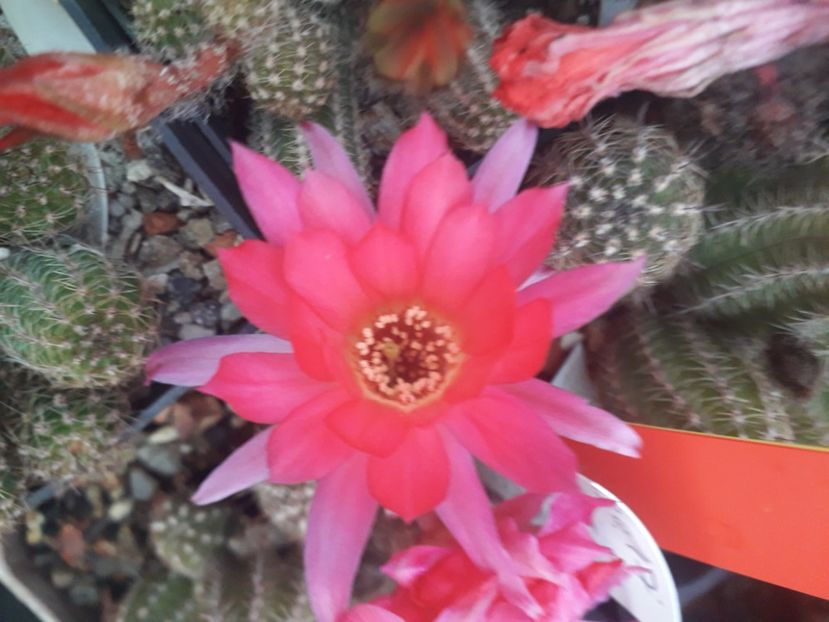 Chamacereus flori ticlam - Cactusi înfloriti 2020