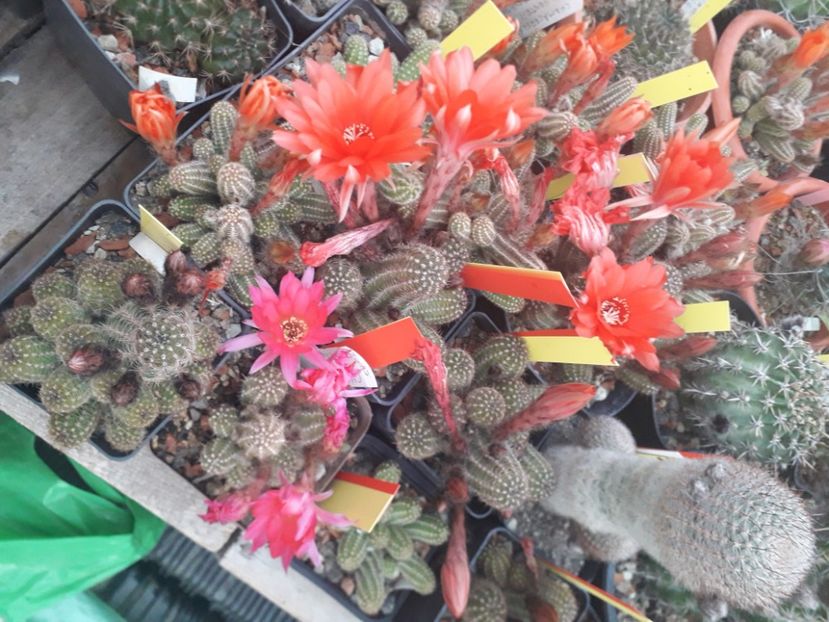 Chamacereus grup - Cactusi înfloriti 2020