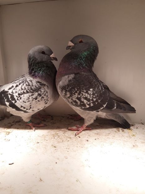 Cuplu 2019 vinduti - De vinzare