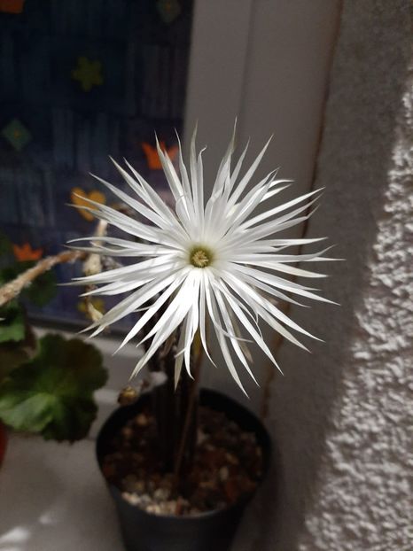 Setiechinopsis mirabilis - Cactusi înfloriti 2020