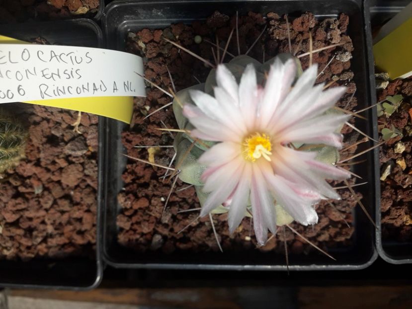 Thelocactus rinconensis - Cactusi înfloriti 2020