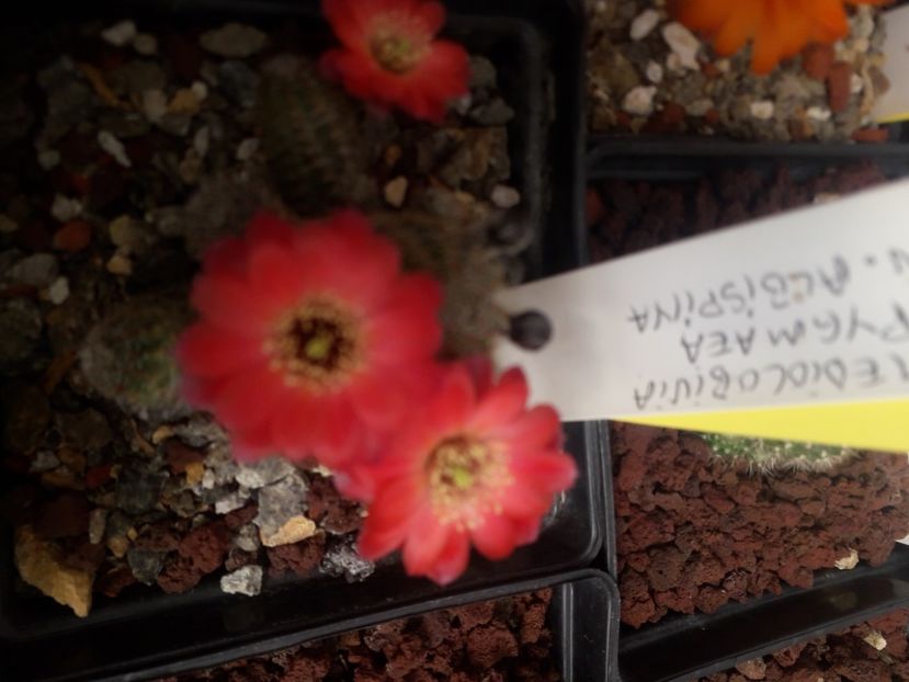 Mediolobivia pygmaea v albispina - Cactusi înfloriti 2020