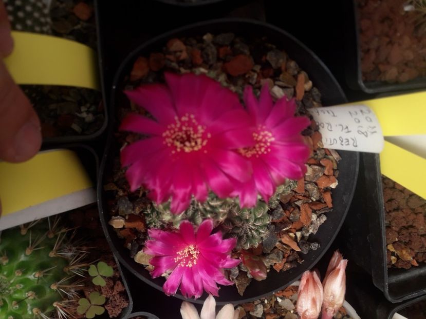 Sulcorebutia pasopayana - Cactusi înfloriti 2020