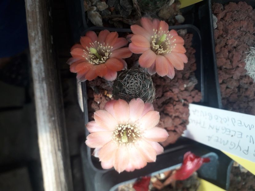 Mediolobivia pygmaea v eleganthula - Cactusi înfloriti 2020