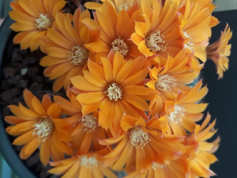 Rebutia flavistila flori portocalii Mediolobivia - Cactusi înfloriti 2020