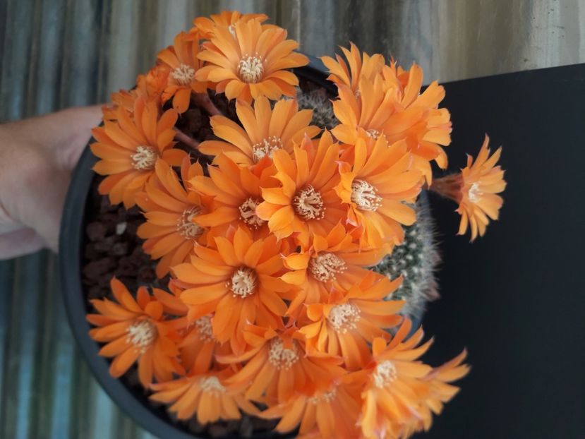 Rebutia flavistila flori portocalii - Cactusi înfloriti 2020