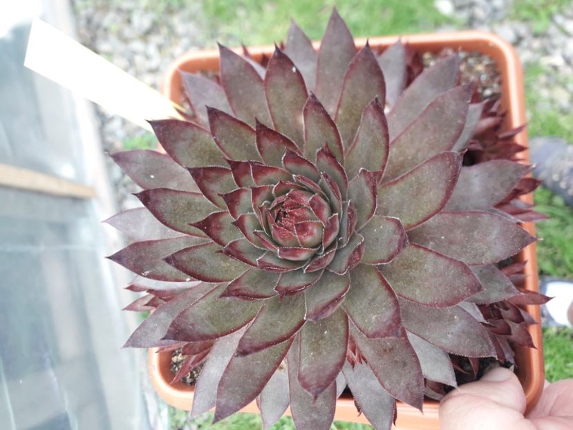Sempervivum - Cactusi înfloriti 2020
