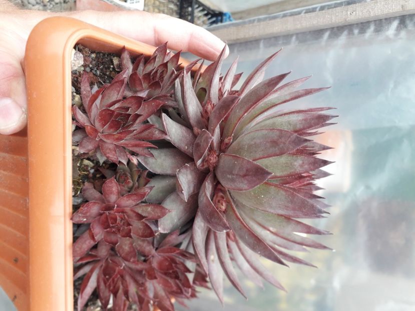 Sempervivum - Cactusi înfloriti 2020