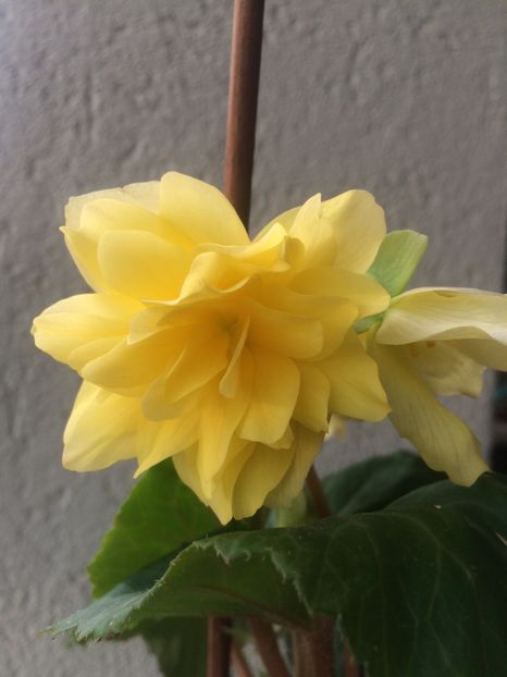 13.06.2020 - X-Begonia