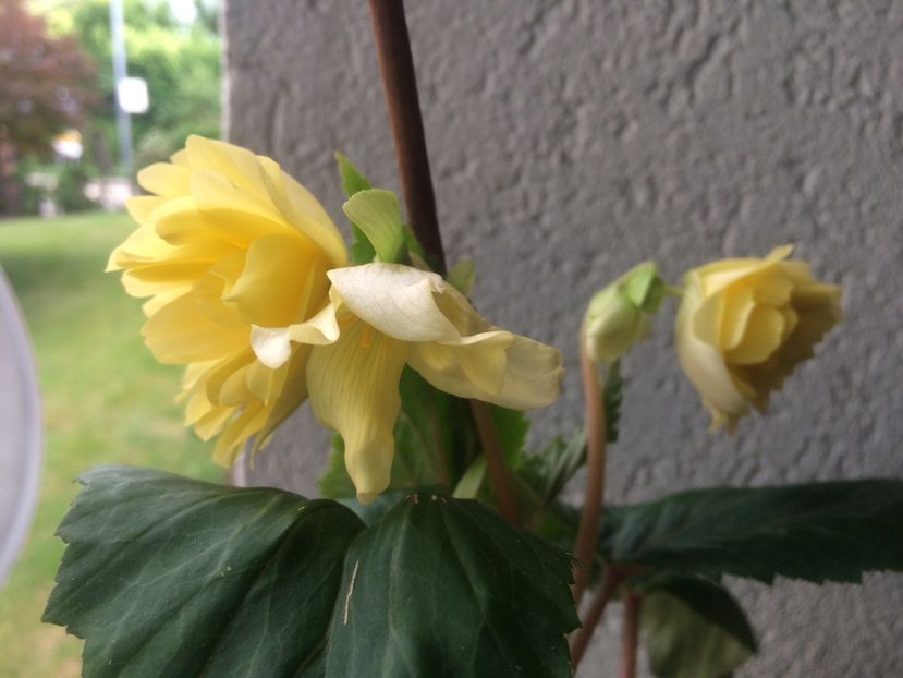 13.06.2020 - X-Begonia
