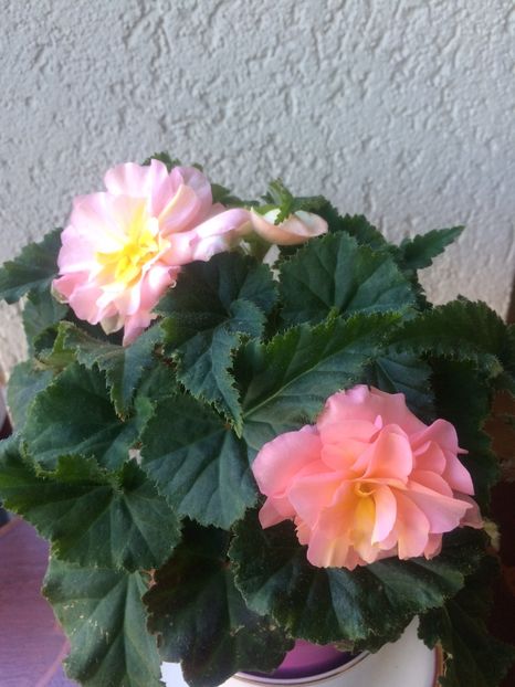 13.06.2020 - X-Begonia