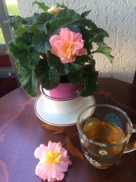 13.06.2020 - X-Begonia