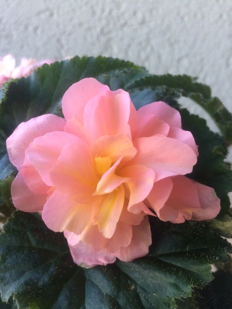 13.06.2020 - X-Begonia