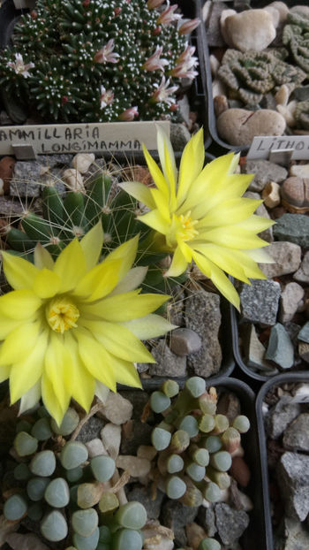 13.06.2020 - Mammillaria longimamma