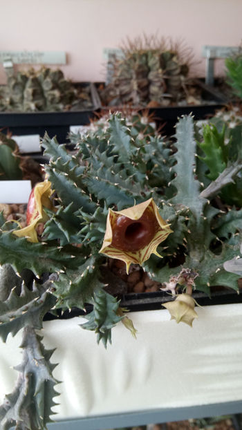 13.06.2020 - Huernia zebrina