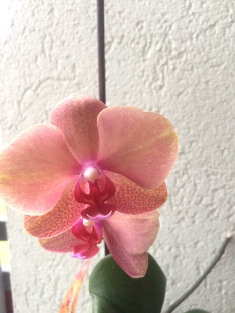 13.06.2020 - 6-Orchideele mele