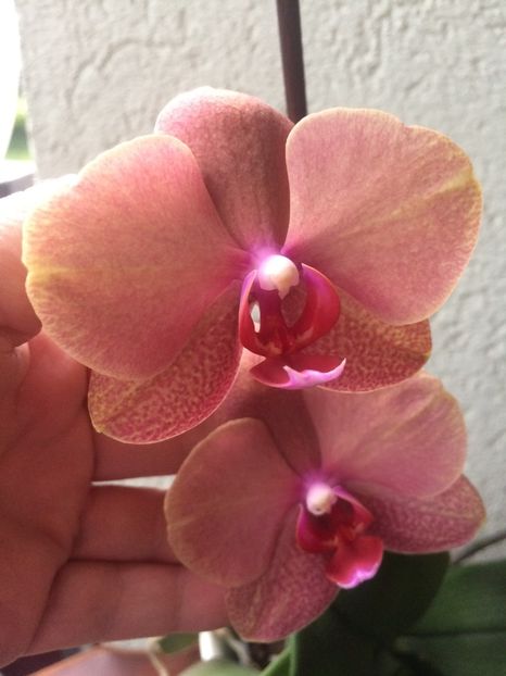 13.06.2020 - 6-Orchideele mele