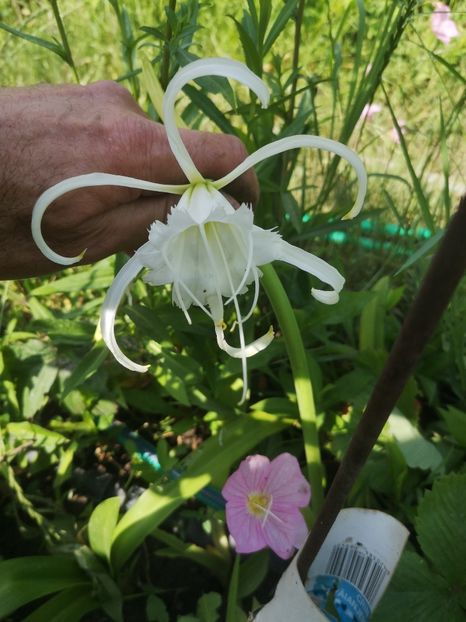 hymenocallis - Flori apartament