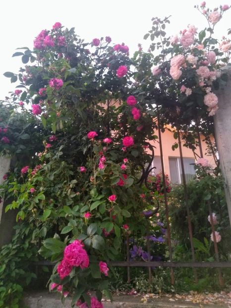  - Gradina iunie 2020