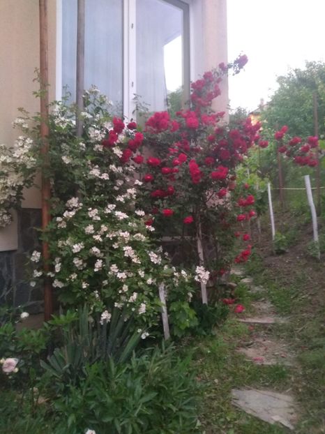  - Gradina iunie 2020