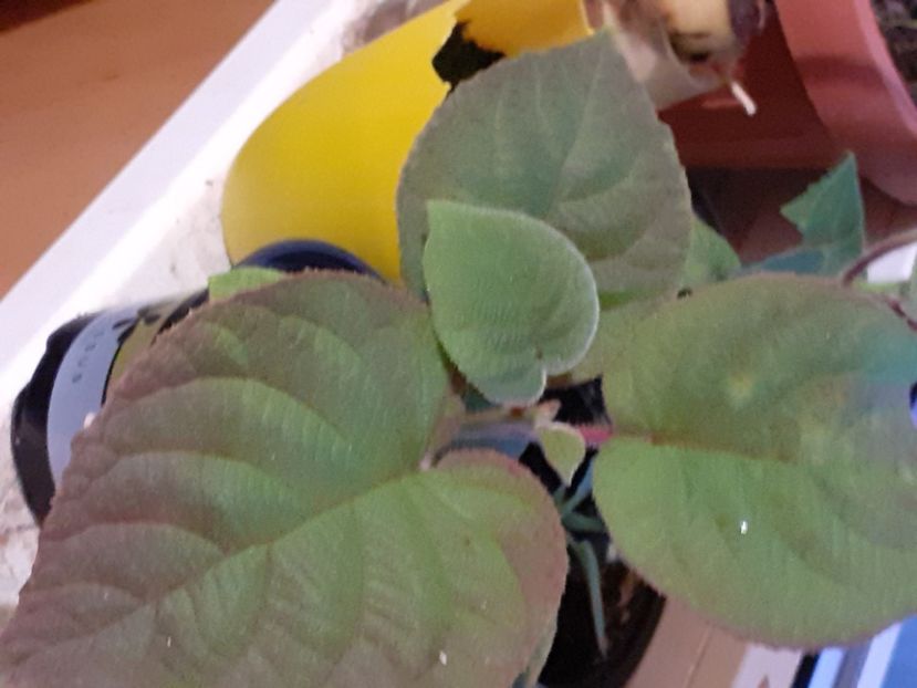  - Plante Exotice