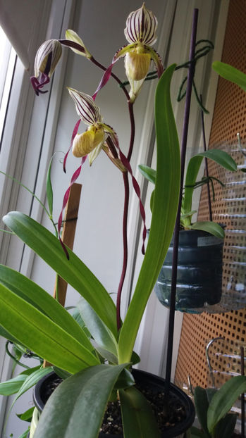Paphiopedilum philippinense - Orhidee_5_simpodiale fără pseudobulbi