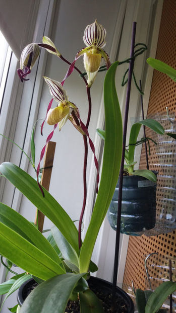 Paphiopedilum philippinense - Orhidee_5_simpodiale fără pseudobulbi